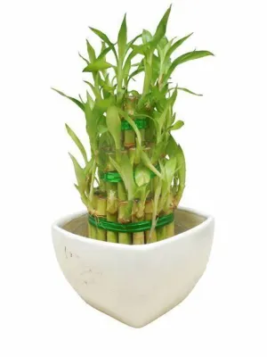 3 Layer Lucky Bamboo With White Ceramic Pot