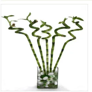 45-50 cm Spiral Stick Lucky Bamboo (Set of 6 Sticks)