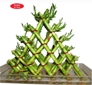 5 Layer Pyramid Lucky Bamboo